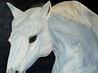 White Lipizzaner Horse